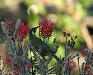IMG_7423a.jpg